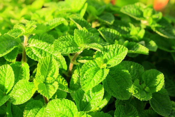 Hojas de menta de pimienta — Foto de Stock