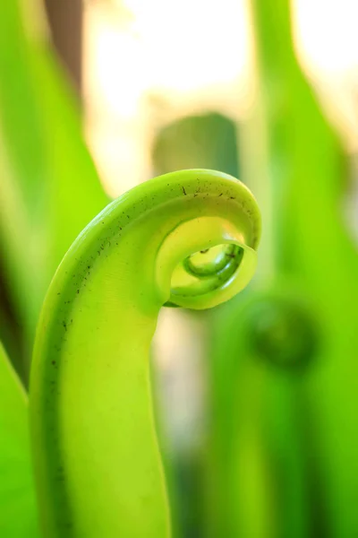 Foglie di felce — Foto Stock