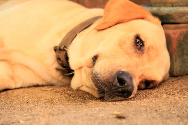 Dog sleeping — Stock Photo, Image