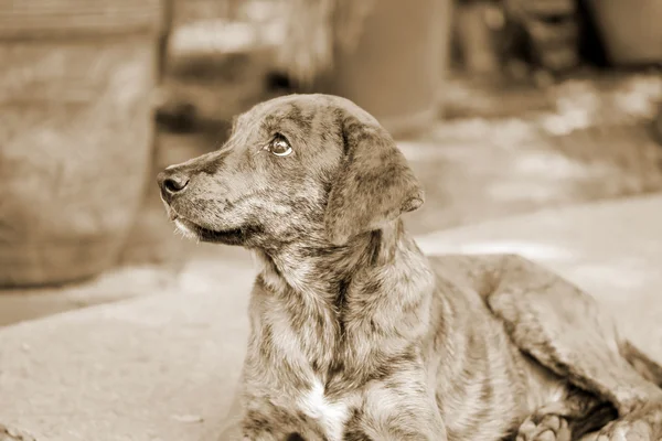 Dog looking — Stock Photo, Image