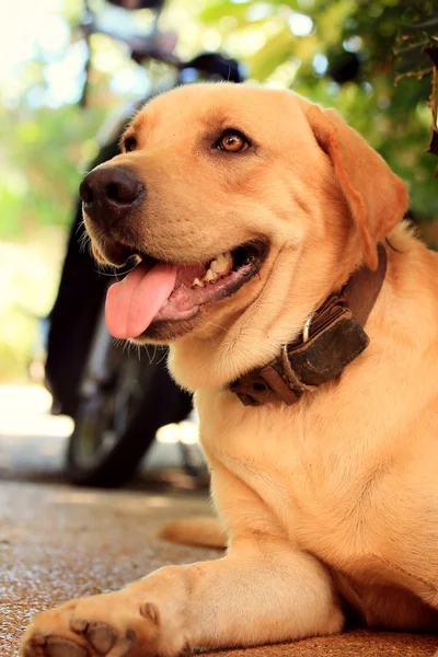 Σκύλος labrador — Φωτογραφία Αρχείου