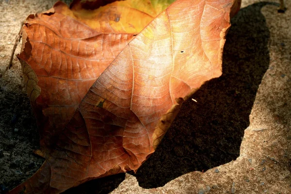 Feuilles séchées — Photo