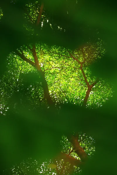 Eğreltiotu yaprakları — Stok fotoğraf