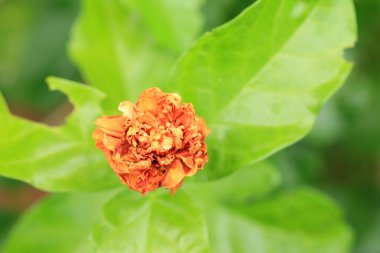 Yasemin Çiçekler solmuş