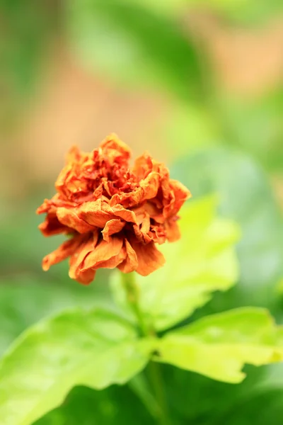 Withered jasmine flowers — Stock Photo, Image