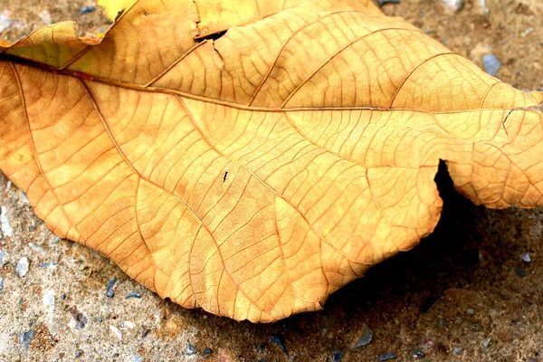 Hojas secas — Foto de Stock