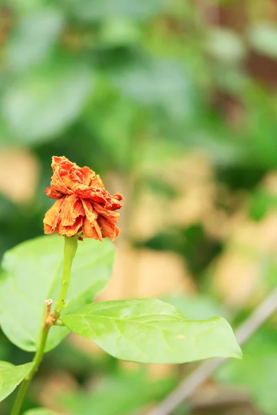 Flores de jasmim murchas — Fotografia de Stock