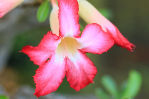 Bulanık pembe çiçekler — Stok fotoğraf