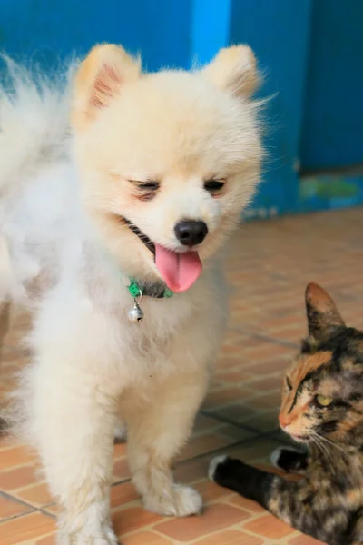 Pomeranian dogs and cats — Stock Photo, Image