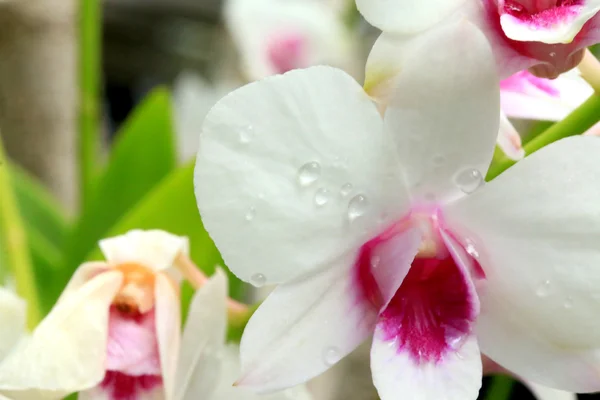 Witte orchidee bloemen — Stockfoto