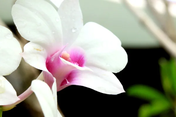 Fiori bianchi del orchid — Foto Stock