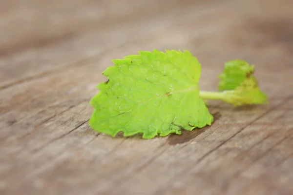 Pepper mint leaves — Stock Photo, Image