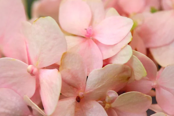 Hortensia's bloemen — Stockfoto