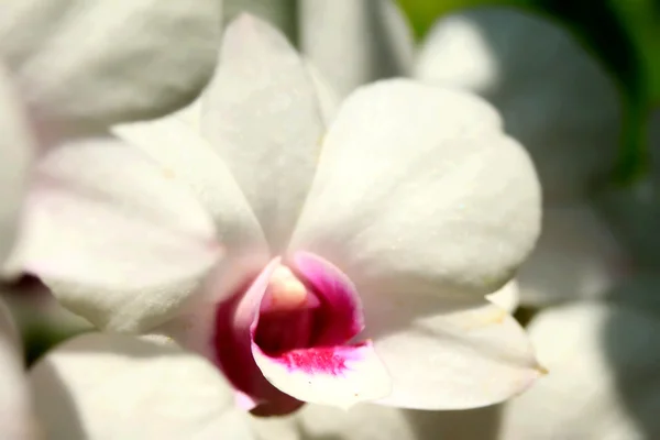Hvide orkideblomster - Stock-foto