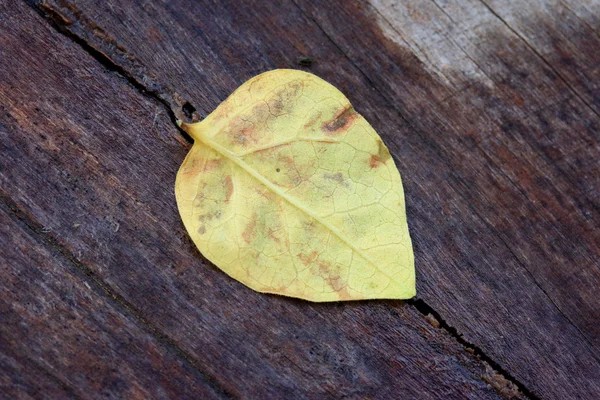 Folhas secas — Fotografia de Stock