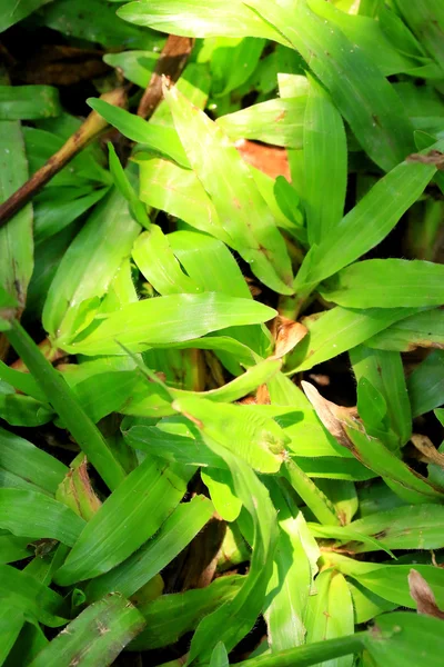 Green leaves and shadows — Stock Photo, Image