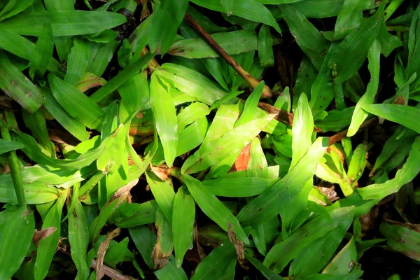 Green leaves and shadows — Stock Photo, Image