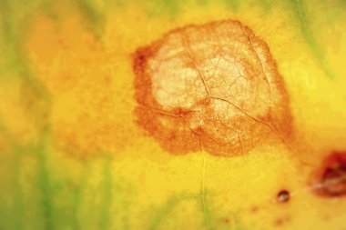 yeşil yapraklar arkaplan