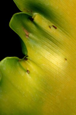 kurutulmuş yaprakları arka plan