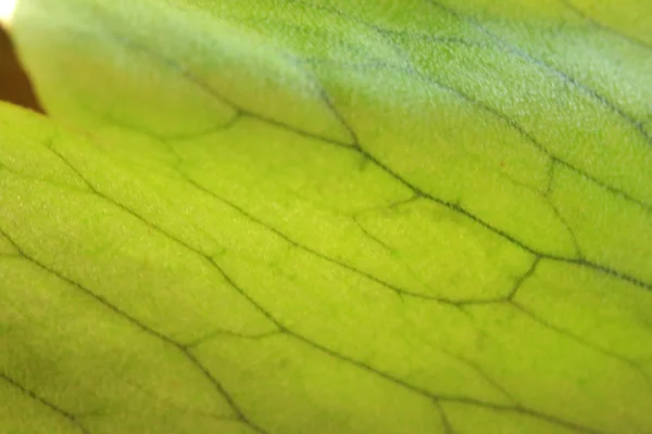 Samambaia verde — Fotografia de Stock