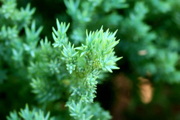 Suddiga grön fern — Stockfoto