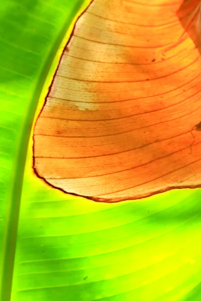 Folha de banana fundo verde — Fotografia de Stock
