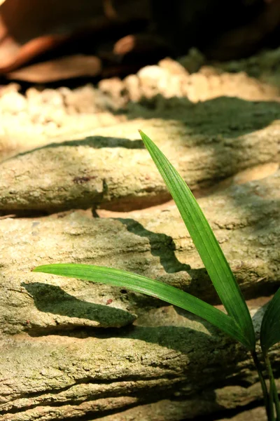 Grüne Blätter und Schatten — Stockfoto