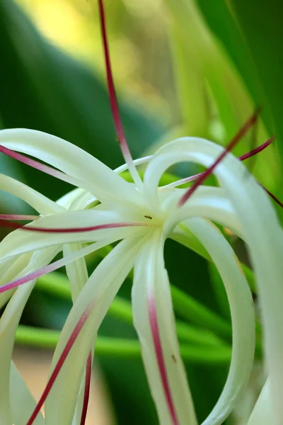 Flori orhidee albe — Fotografie, imagine de stoc