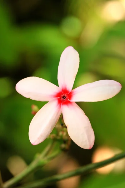 Rosa blommor — Stockfoto