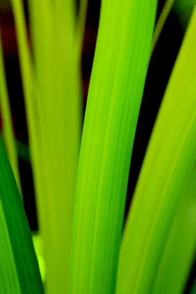Zelené kapradí — Stock fotografie
