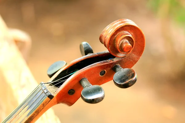 Violon — Photo