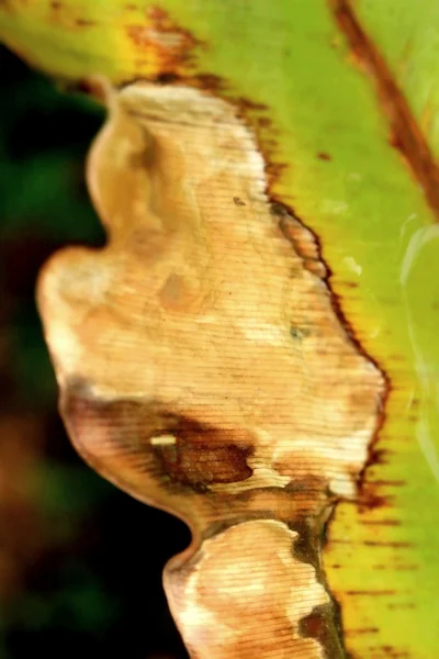 Torkade blad bakgrund — Stockfoto