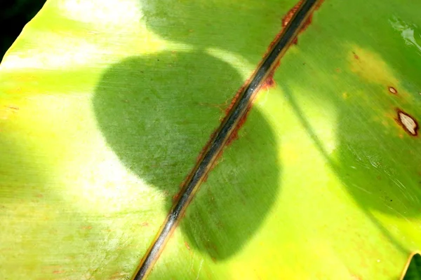 Zelené listy pozadí — Stock fotografie