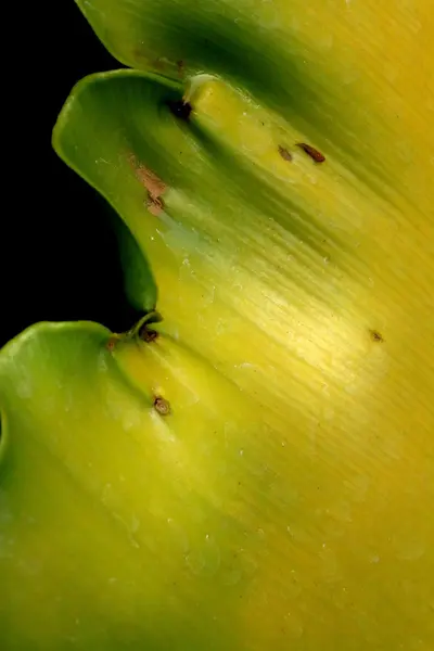 Torkade blad bakgrund — Stockfoto