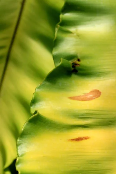 Gröna blad bakgrund — Stockfoto