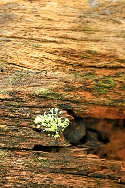 빈티지 나무 배경 — 스톡 사진