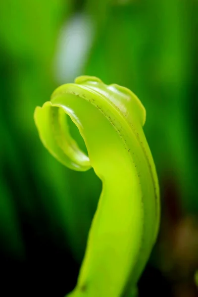 Gröna fern — Stockfoto