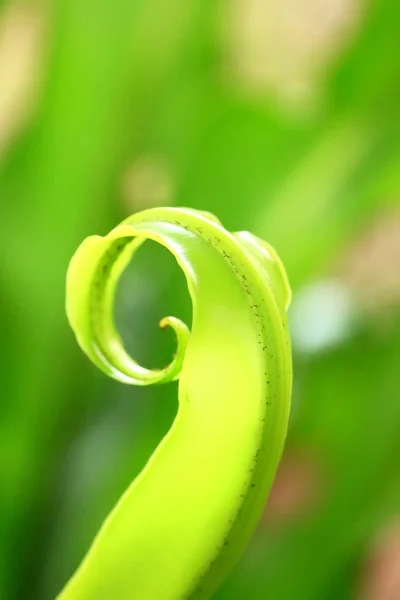 Fougère verte — Photo