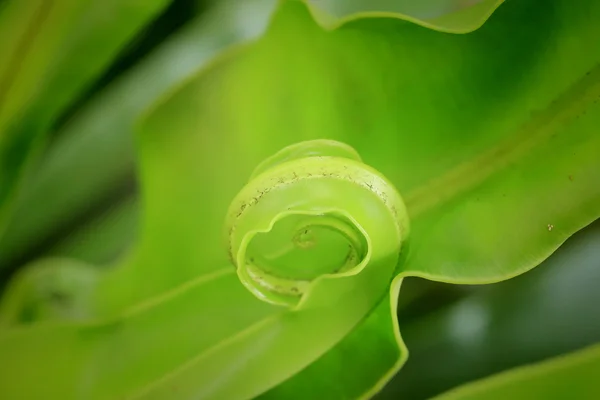 Green fern — Stock Photo, Image