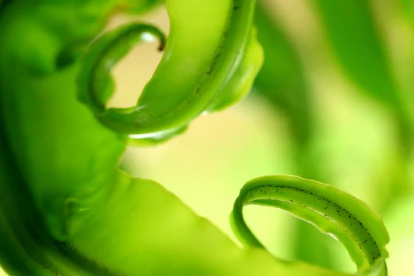 Yeşil eğreltiotu — Stok fotoğraf