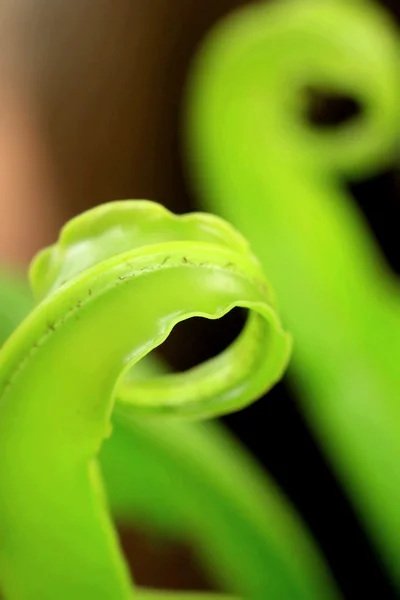 Gröna fern — Stockfoto