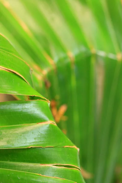 Folhas verdes fundo — Fotografia de Stock