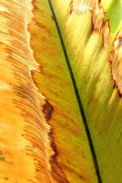 Torkade blad bakgrund — Stockfoto