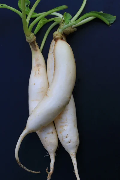 Reddik på svart bakgrunn. – stockfoto