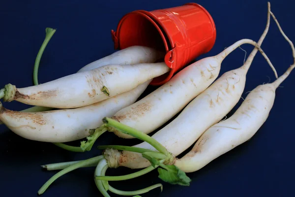 Reddik på svart bakgrunn. – stockfoto