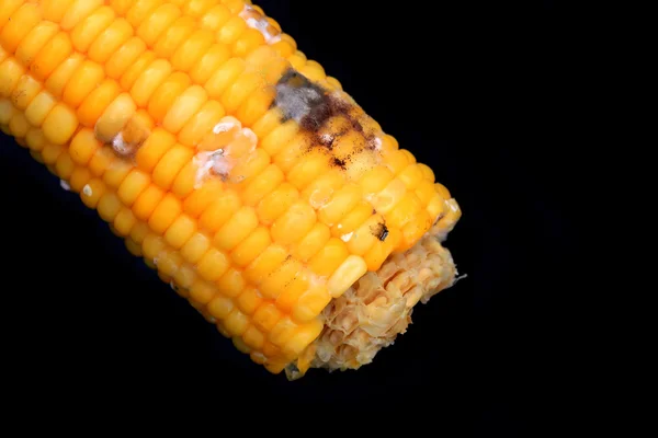 Corn rotten on black background — Stock Photo, Image