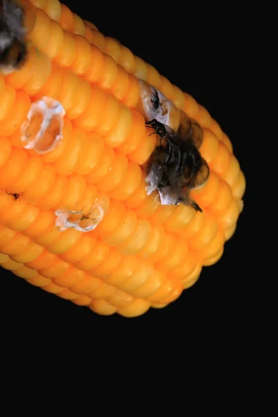 Kukuřice na černém pozadí shnilá — Stock fotografie