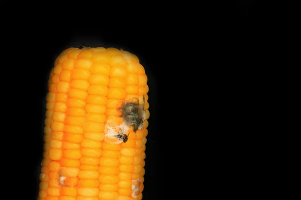 Kukurydza zgniłe na czarnym tle — Zdjęcie stockowe
