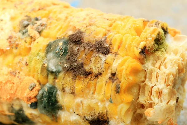 Orange moldy of rotten corn — Stock Photo, Image