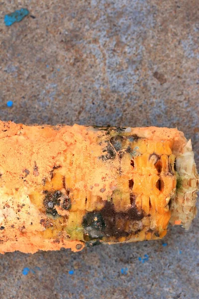 腐ったトウモロコシのカビの生えたオレンジ — ストック写真